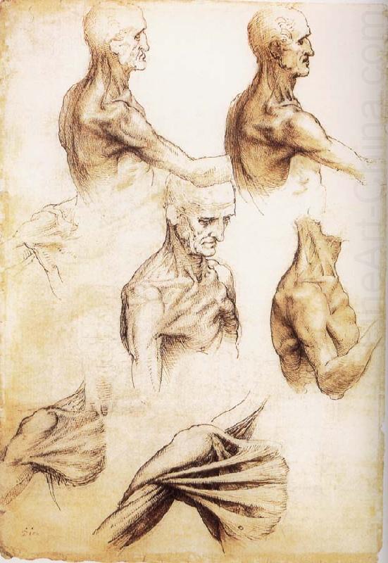 Waiter flat anatomy of the shoulder, LEONARDO da Vinci